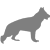 About Komondor Dogs