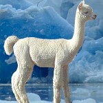 Alpaca