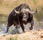 Buffalo