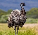 Emus