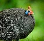 Guinea Fowl