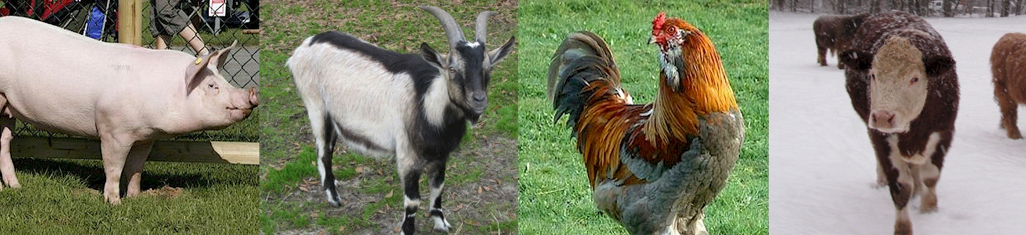 Livestock Breeds