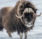 MuskOx