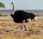 Ostriches