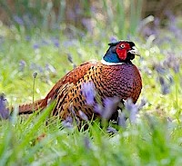 Pheasants