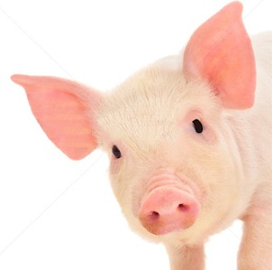 Pig