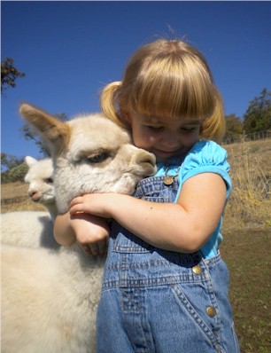 I Believe In Alpacas