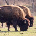 Bison