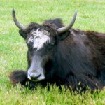 Yak