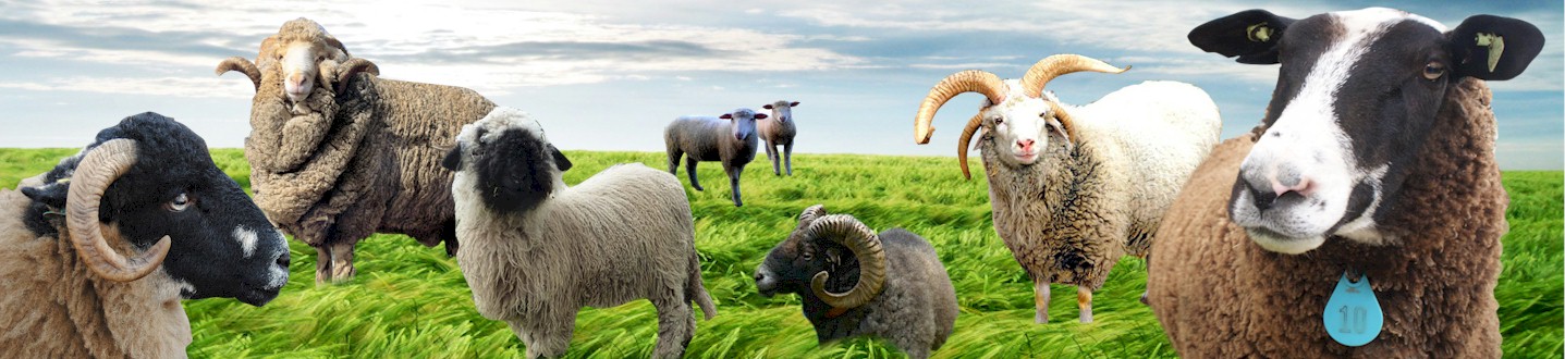 Sheep Breeds