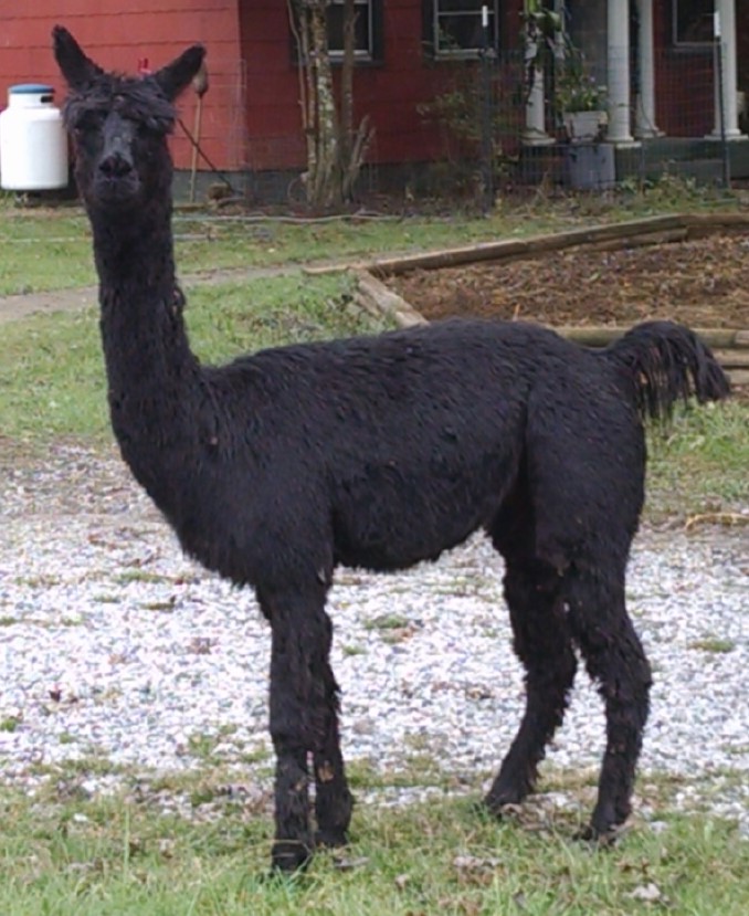 Alpaca For Sale - Black Betty at Rockin' Alpaca Suri Ranch