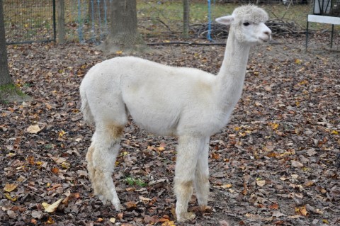 Alpaca For Sale - MLRK Arwen at Meadowlark Farm Alpacas, LLC