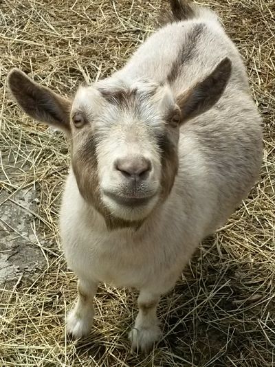 Goat For Sale - Natures-Acres Red at Natures-Acres Minis