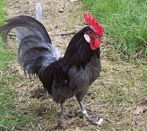 Andalusian Chickens