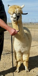 Alpaca For Sale - EE Snow White at 