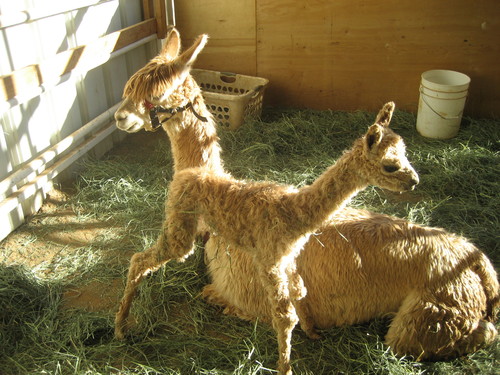 Sugar and her first cria