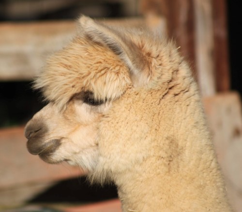 Alpaca For Sale - WRHF P  Bravada at Windrush Hill Farm