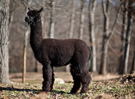 Alpaca For Sale - Cagney's Shakira at Good Karma Ranch