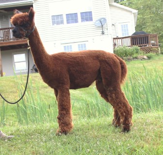Alpaca For Sale - Jr Herdsires W/ Rico Suave, Royal Fawn, & Snowmass Royal Bronze Genetics! at Kismet Acres Farm