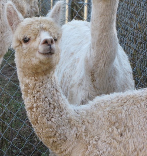 Alpaca For Sale - Shady Lady of Frogs Creek at Frogs Creek Farm