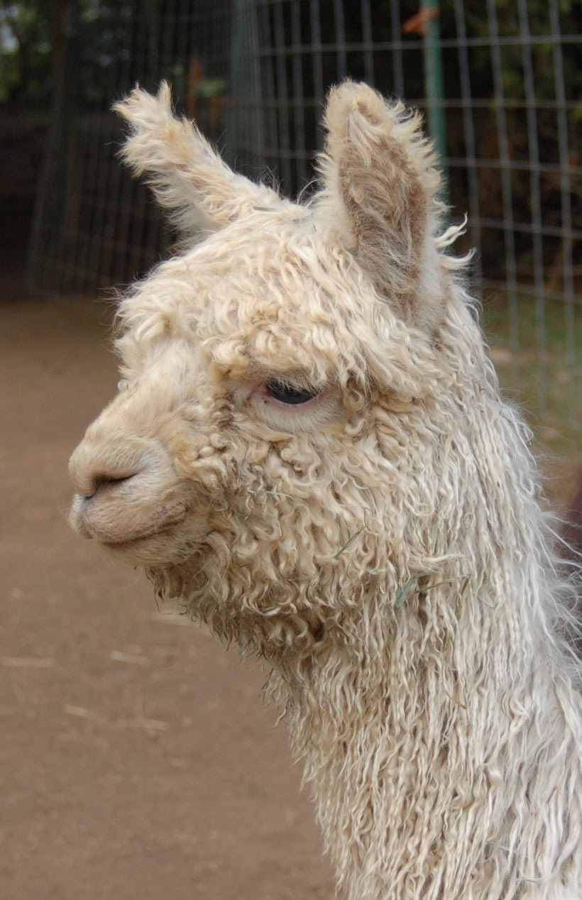Alpaca For Sale - EG Starshine at Easygo Farm
