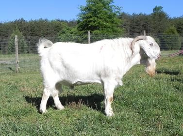 Goat For Sale - Abraham (MGF-156) at Griffin Sport Horses & Goats