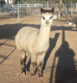Alpaca For Sale - Outlaw's Sterling Cassiopeia at Sunny Acres Alpacas