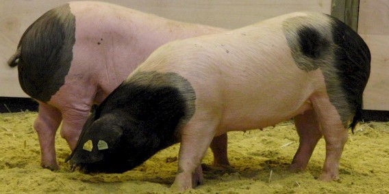 Pork Basque/Pie Noir du Pays Basque pig