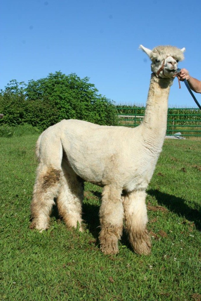 Alpaca For Sale - Augusto's El Gasbar at Meister-Crowder Farm