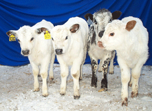 Registered British White Cattle