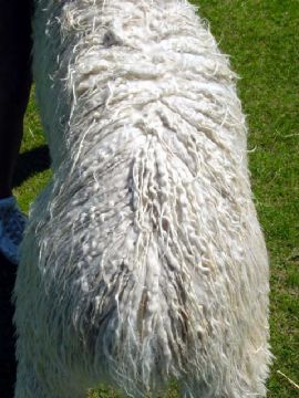 Ruggiero's fleece