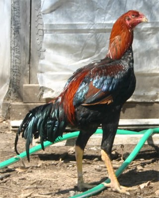 Malay Chickens