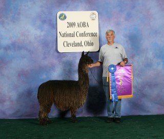 Alpaca For Sale - WRSA Yodi''s Goodness Graycious at Wildlife Ranch Suri Alpacas