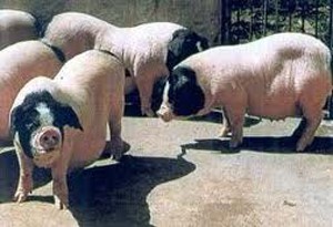Jinhua Pigs