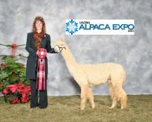 Alpaca For Sale - Hey Jude at Rockin' Alpaca Suri Ranch