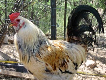 Araucana Chickens