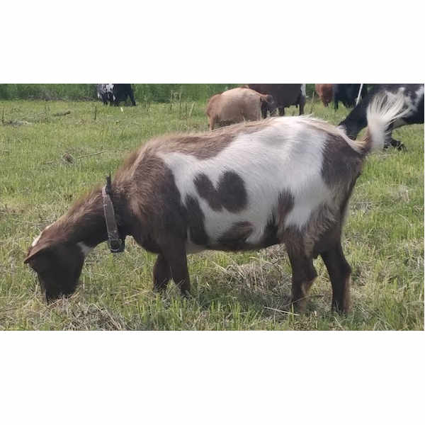 Goat For Sale - ADGA Nigerian Dwarf Doe in Milk at Little Avalon Farm