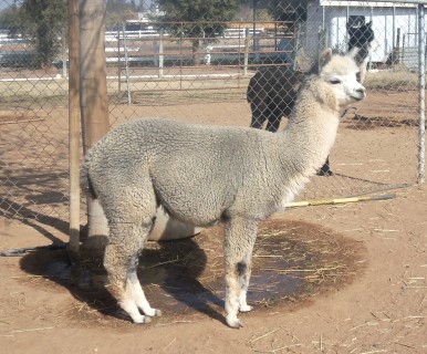 Alpaca For Sale - Outlaw's Sterling Stargate at Sunny Acres Alpacas