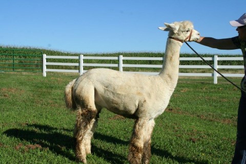 Alpaca For Sale - Extreme's Miss Mollie at Meister-Crowder Farm