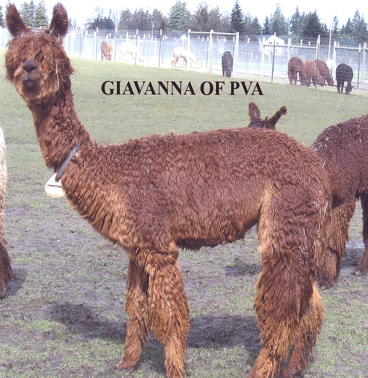 Alpaca For Sale - Giavanna of PVA at Kleen Acres Farm