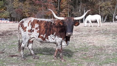 Cattle For Sale - Longhorn Cow at Broken Bar S