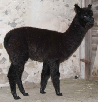 Alpaca For Sale - MAMGB Atungya ''Discover by Accident'' at Greenbriar Farm 