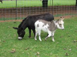 Donkey For Sale - Male Miniature Donkeys at Chulowat farms