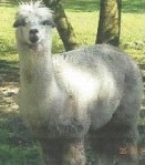 Alpaca For Sale - Silver DeRosa at Clear Sky at Sandy Ridge Farm