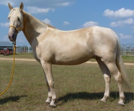 Horse For Sale - Missy at Chulowat farms