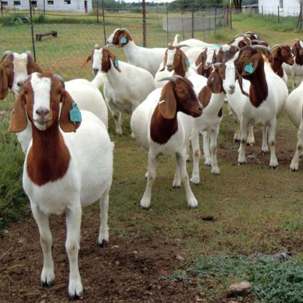 Goat For Sale - Available Goat Breeds at A1 Trade Investment 