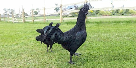 Ayam Cemani Chickens