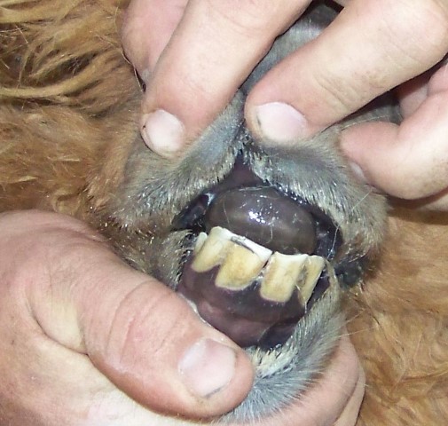 Libby's teeth