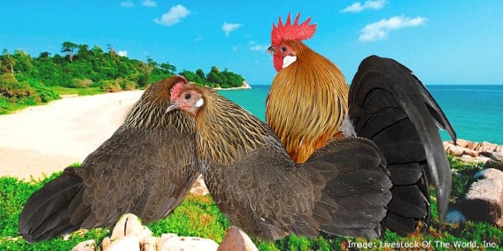 Dutch Bantam Chickens