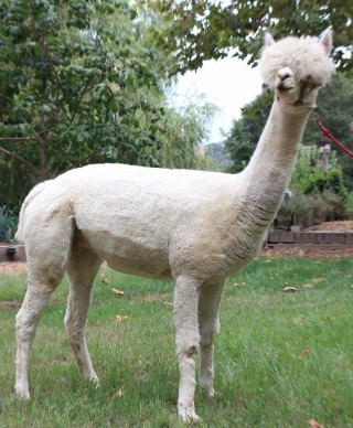 Alpaca For Sale - Starquest's Lalibelle of WV at Wooden Valley Alpacas